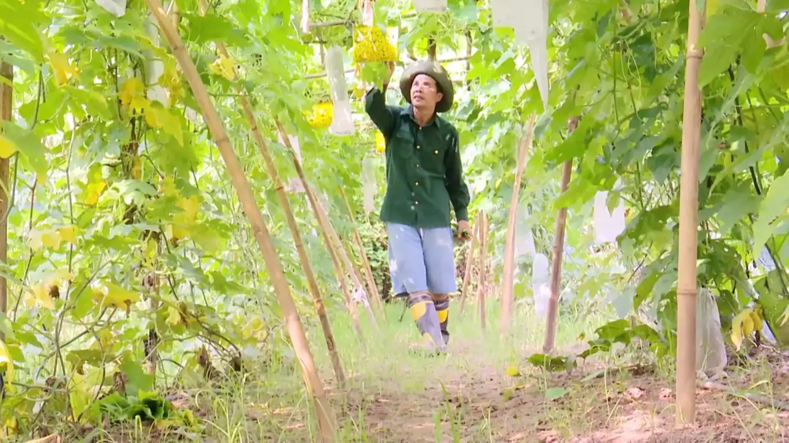 Nông nghiệp xanh, bền vững - chìa khóa tạo bứt phá | Chuyển đổi xanh | 16/11/2025